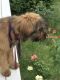 Briard Puppies for sale in South Haven, MI 49090, USA. price: $1,500