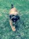 Briard Puppies for sale in South Haven, MI 49090, USA. price: NA