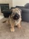 Briard Puppies for sale in Puyallup, WA, USA. price: $300