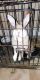 British Giant Rabbits for sale in Schenectady, NY, USA. price: NA