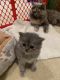 British Longhair Cats for sale in Chicago, IL, USA. price: NA