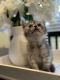 British Longhair Cats for sale in Auburn, WA, USA. price: $1,200