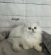 British Longhair Cats for sale in Dallas, TX, USA. price: $2,350