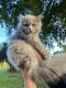 British Longhair Cats for sale in Hollywood, FL, USA. price: $1,800