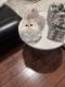 British Longhair Cats for sale in 961 Sloboda Ave, Sacramento, CA 95838, USA. price: $1,700