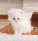 British Longhair Cats for sale in Agawam, MA 01001, USA. price: NA