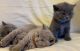 British Longhair Cats for sale in Orange Park, FL 32073, USA. price: $800