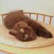 British Longhair Cats for sale in Orange Park, FL 32073, USA. price: $700
