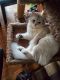 British Longhair Cats for sale in Mount Vernon, WA, USA. price: NA
