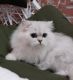 British Longhair Cats for sale in Los Banos, CA, USA. price: NA