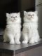 British Longhair Cats for sale in Sarasota, FL, USA. price: $800