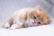 British Longhair Cats for sale in Texas City, TX, USA. price: NA
