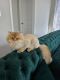 British Longhair Cats for sale in Alpharetta, GA, USA. price: NA