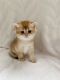 British Longhair Cats for sale in Brooklyn, NY, USA. price: $1,800