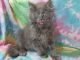 British Longhair Cats for sale in Hillsboro, OH 45133, USA. price: NA