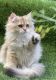 British Longhair Cats for sale in Charlotte, NC, USA. price: NA