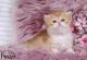 British Longhair Cats for sale in Eureka, CA, USA. price: NA