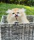 British Longhair Cats for sale in Exton, PA 19341, USA. price: NA