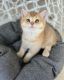 British Longhair Cats for sale in Carolina Beach, NC 28428, USA. price: NA