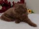 British Longhair Cats for sale in Davie, FL, USA. price: $2,950