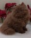 British Longhair Cats for sale in Davie, FL, USA. price: $2,750