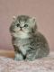 British Longhair Cats for sale in Davie, FL, USA. price: NA