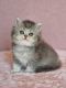 British Longhair Cats for sale in Davie, FL, USA. price: $2,450