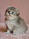 British Longhair Cats for sale in Davie, FL, USA. price: $2,450