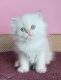 British Longhair Cats for sale in Davie, FL, USA. price: $2,100