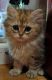 British Longhair Cats for sale in Camano, WA, USA. price: NA