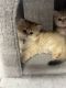 British Longhair Cats for sale in 16206 E Phillips Dr, Englewood, CO 80112, USA. price: $2,000