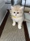 British Longhair Cats for sale in 16206 E Phillips Dr, Englewood, CO 80112, USA. price: $1,000