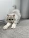 British Longhair Cats for sale in Sacramento, CA, USA. price: $1,500