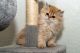 British Longhair Cats for sale in 16206 E Phillips Dr, Englewood, CO 80112, USA. price: $1,000