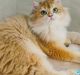 British Longhair Cats for sale in Buena Park, CA, USA. price: $1,800