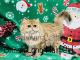 British Longhair Cats for sale in New Prague Blvd, Minnesota, USA. price: $1,500