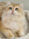 British Longhair Cats for sale in Buena Park, CA, USA. price: $1,700