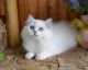 British Longhair Cats for sale in Los Angeles, California. price: $1,900