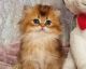 British Longhair Cats for sale in Los Angeles, California. price: $1,800