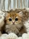 British Longhair Cats