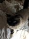 British Longhair Cats for sale in Hastings, MI 49058, USA. price: NA