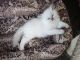 British Longhair Cats for sale in SC-160, Fort Mill, SC, USA. price: NA
