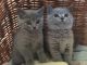 British Longhair Cats for sale in North Carolina Central University, Durham, NC, USA. price: NA