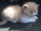 British Longhair Cats for sale in Ohio Dr SW, Washington, DC, USA. price: NA