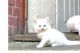 British Longhair Cats