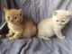 British Longhair Cats for sale in NJ-17, Paramus, NJ 07652, USA. price: NA