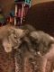 British Longhair Cats for sale in Woodbridge, VA 22191, USA. price: $250