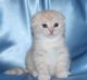 British Longhair Cats for sale in Charlotte center city, Charlotte, NC 28202, USA. price: NA