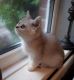 British Longhair Cats for sale in Colorado Springs, CO, USA. price: $250