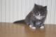 British Longhair Cats for sale in Texas City, TX, USA. price: NA